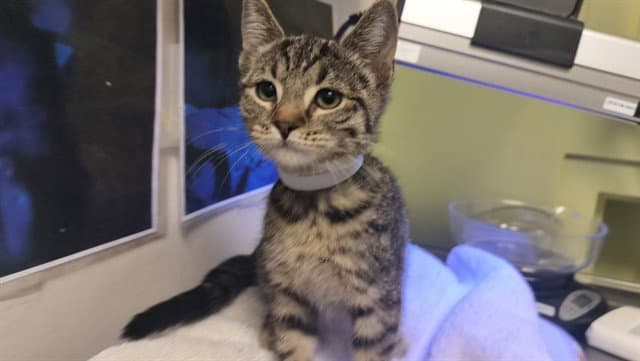 Bear - Domestic Short Hair