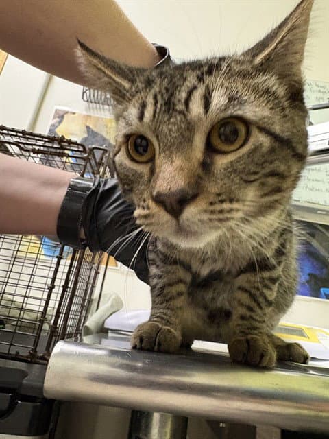 Arlo - Domestic Short Hair