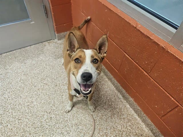 Erlene - Australian Cattle Dog/Blue Heeler