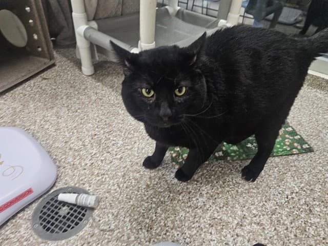 Meatball - Domestic Short Hair