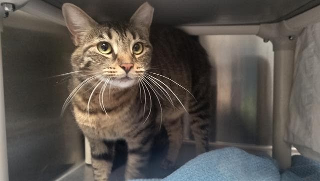Bobbie - Domestic Short Hair