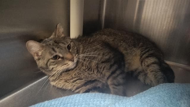 Manny - Domestic Short Hair
