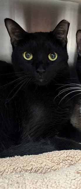 Benicio - Domestic Short Hair