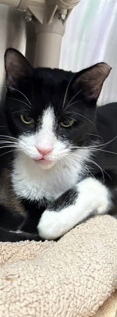 Thaddeus - Domestic Short Hair