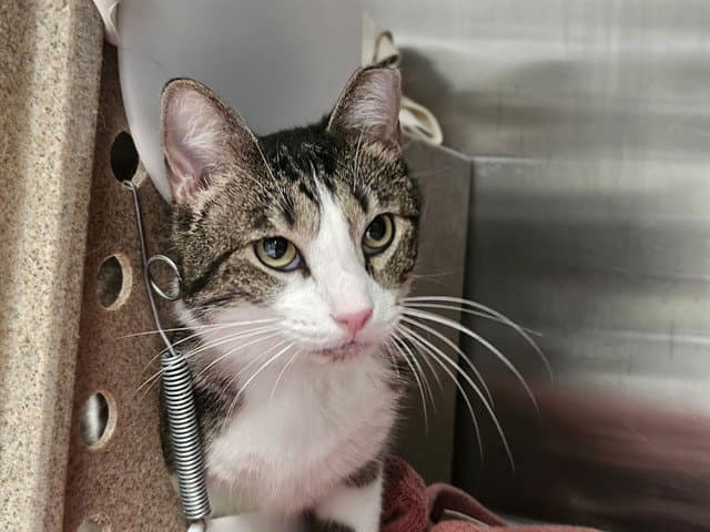 Mabel - Domestic Short Hair