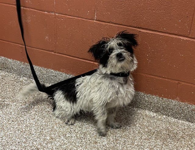 Muffin - Lhasa Apso