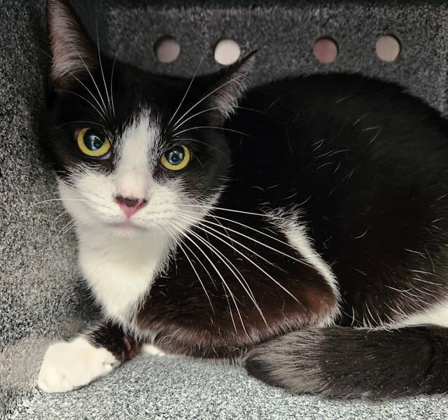 Haymaker In The Barn - Domestic Short Hair