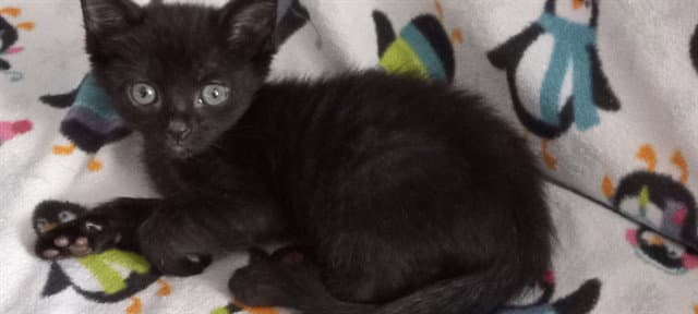 Midnight - Domestic Short Hair