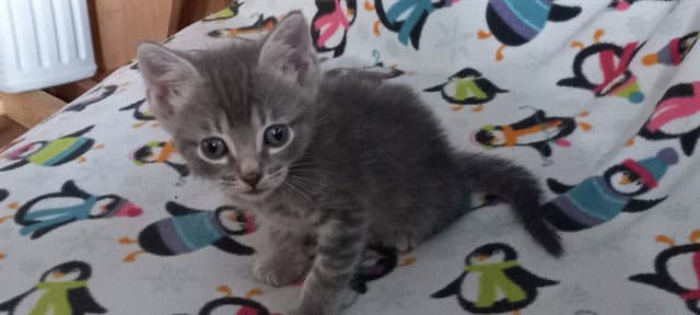 Everest - Domestic Short Hair