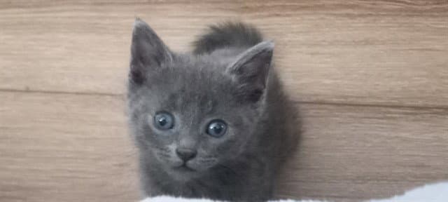 Jade - Domestic Short Hair