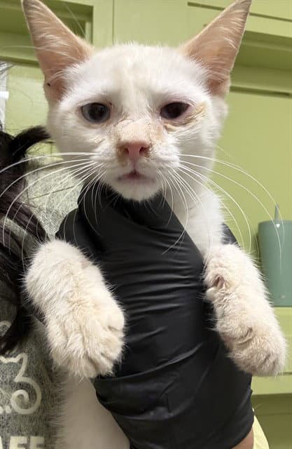 Edward - Domestic Short Hair