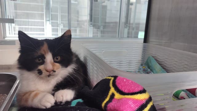 Nora - Domestic Long Hair