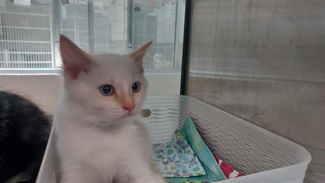 Dani - Domestic Long Hair