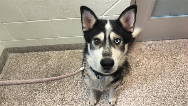 Omaha - Siberian Husky