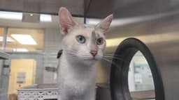 Allie image 1