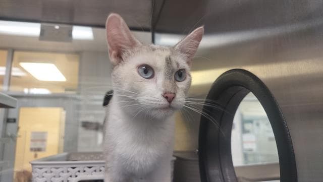 Allie - Domestic Short Hair