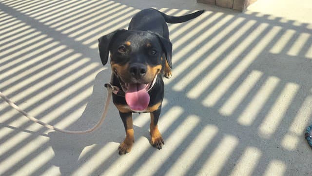 Georgia - Rottweiler