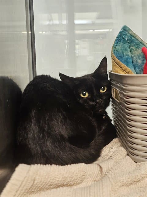Black Beauty Sissy - Domestic Short Hair