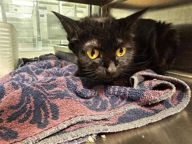 Stella - Domestic Short Hair