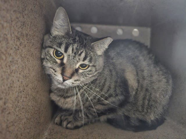 Ruckus - Domestic Short Hair