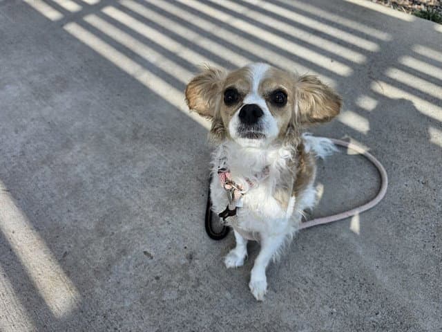Sushi - Cavalier King Charles Spaniel
