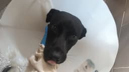 Remi image 1
