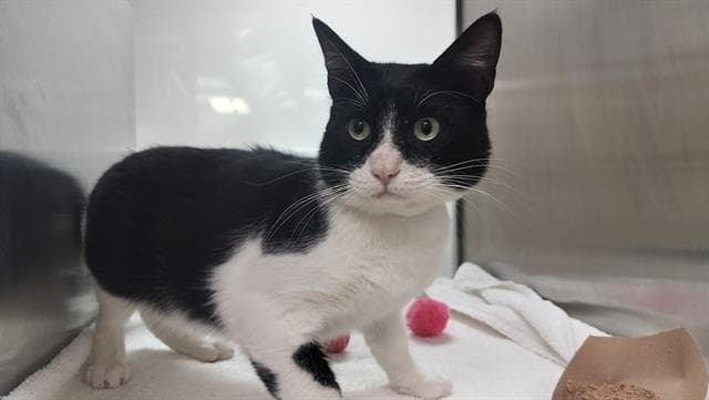Dakota - Domestic Short Hair