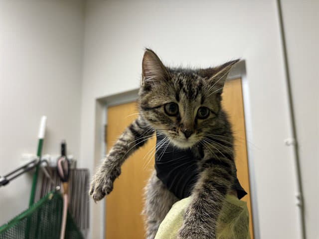 Romulus - Domestic Short Hair