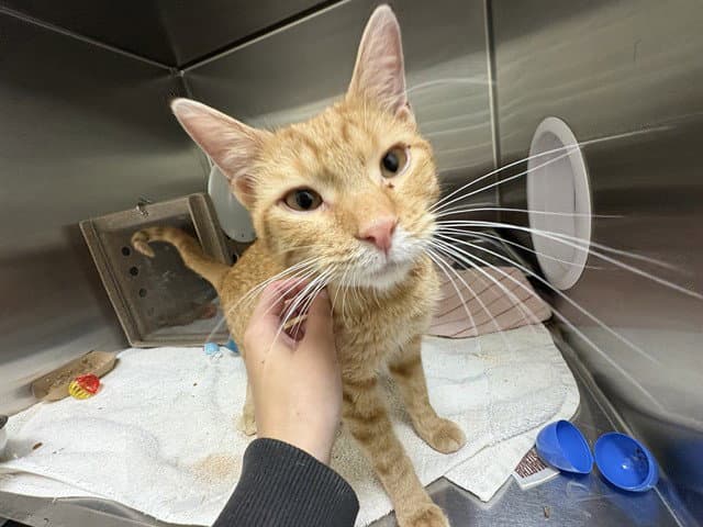 Weedle - Domestic Short Hair