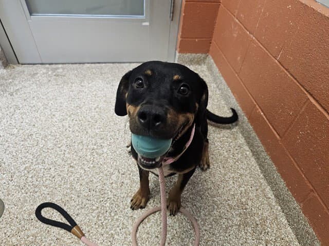 Georgia - Rottweiler
