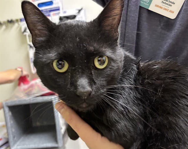 Rorschach - Domestic Short Hair