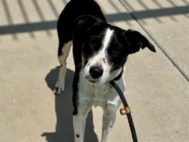 Lydia - Border Collie