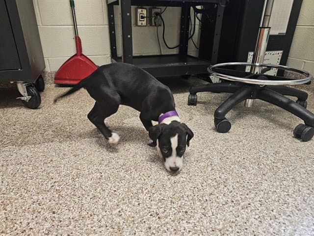 Greta - Pit Bull Terrier