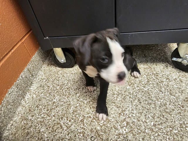 Ginny - Pit Bull Terrier