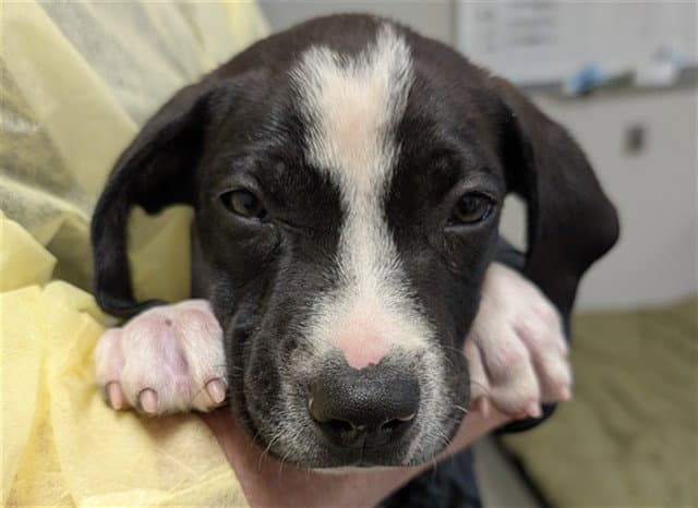 Ted - Pit Bull Terrier