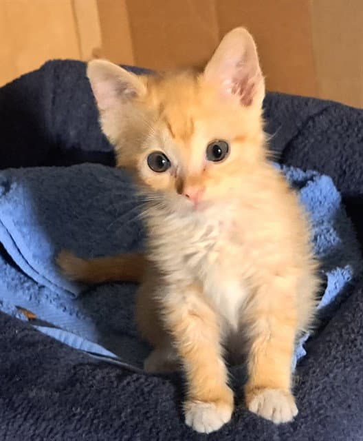 Dallas - Domestic Short Hair