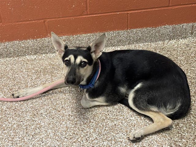 Lucille - German Shepherd Dog