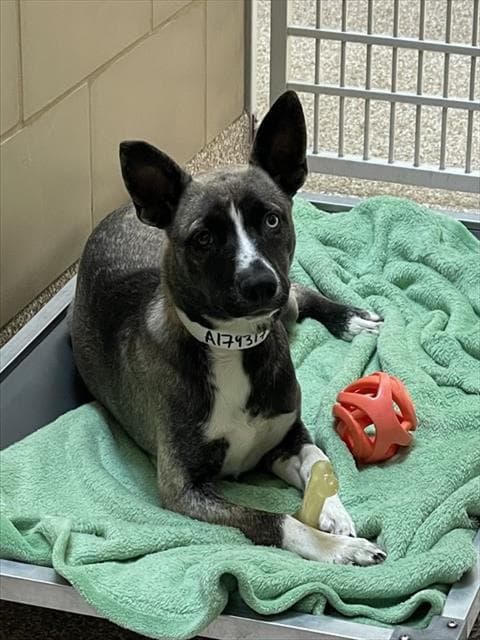 Jolene - Alaskan Klee Kai