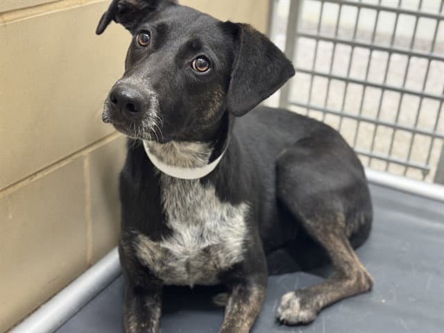 Nekita - German Shorthaired Pointer