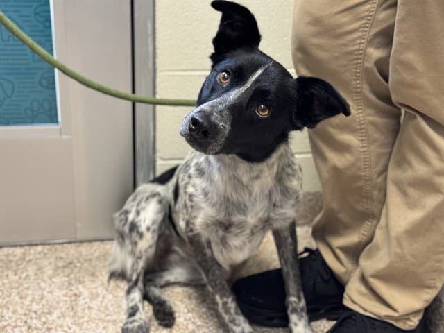 Tuuli - Australian Cattle Dog/Blue Heeler