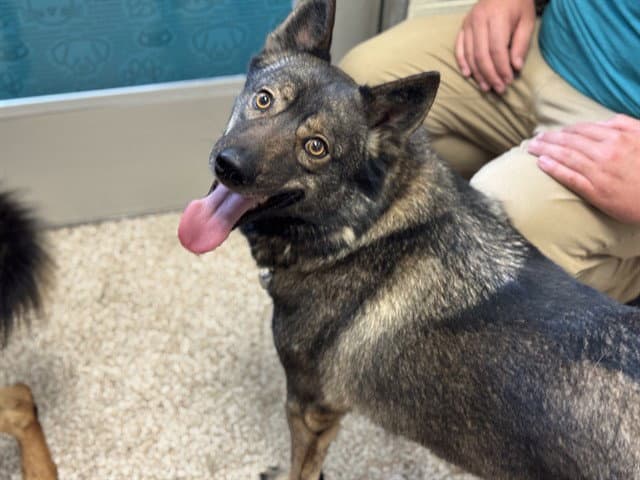 Potato - Norwegian Elkhound