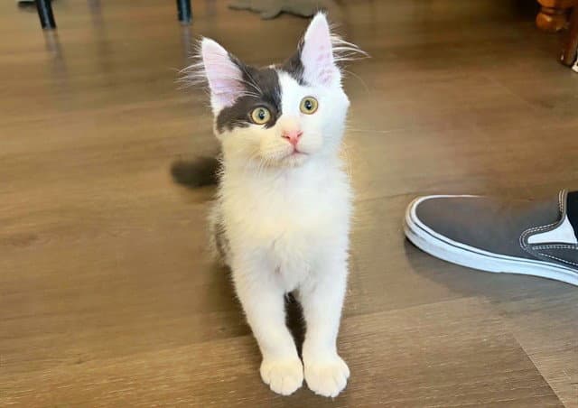 Oliver - Domestic Short Hair