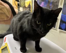 Sophie image 1