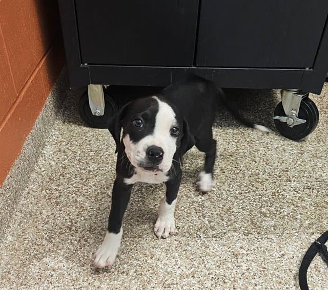 Gina - Pit Bull Terrier