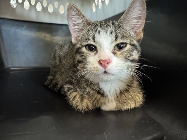 Memeow - Domestic Short Hair
