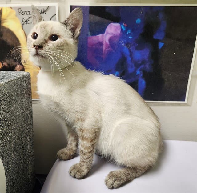 Bagel - Domestic Short Hair