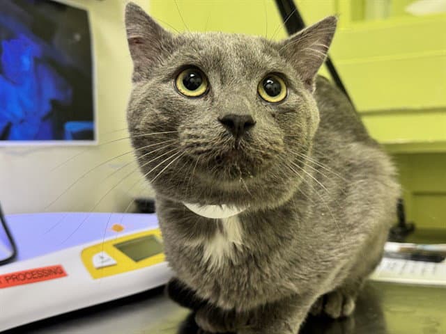 Darwin - Domestic Short Hair