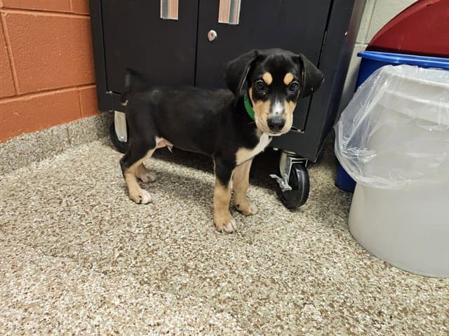 Tuesday - Black and Tan Coonhound