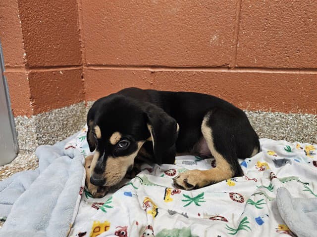 Wednesday - Black and Tan Coonhound