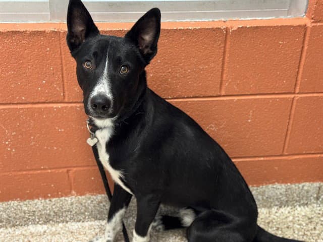 Coba - Australian Cattle Dog/Blue Heeler
